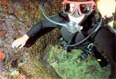 Bill Kruse diving on Cordell Bank 20 fathom peak